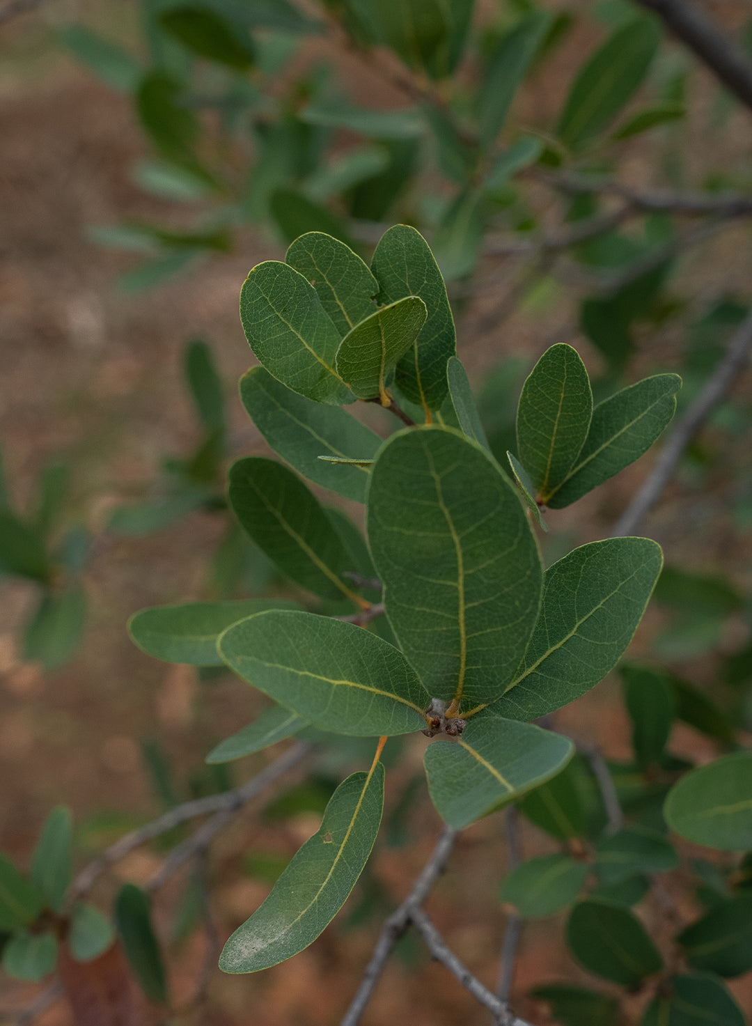 Quercus engelmannii - Engelmann Oak, Mesa Oak (Plant)