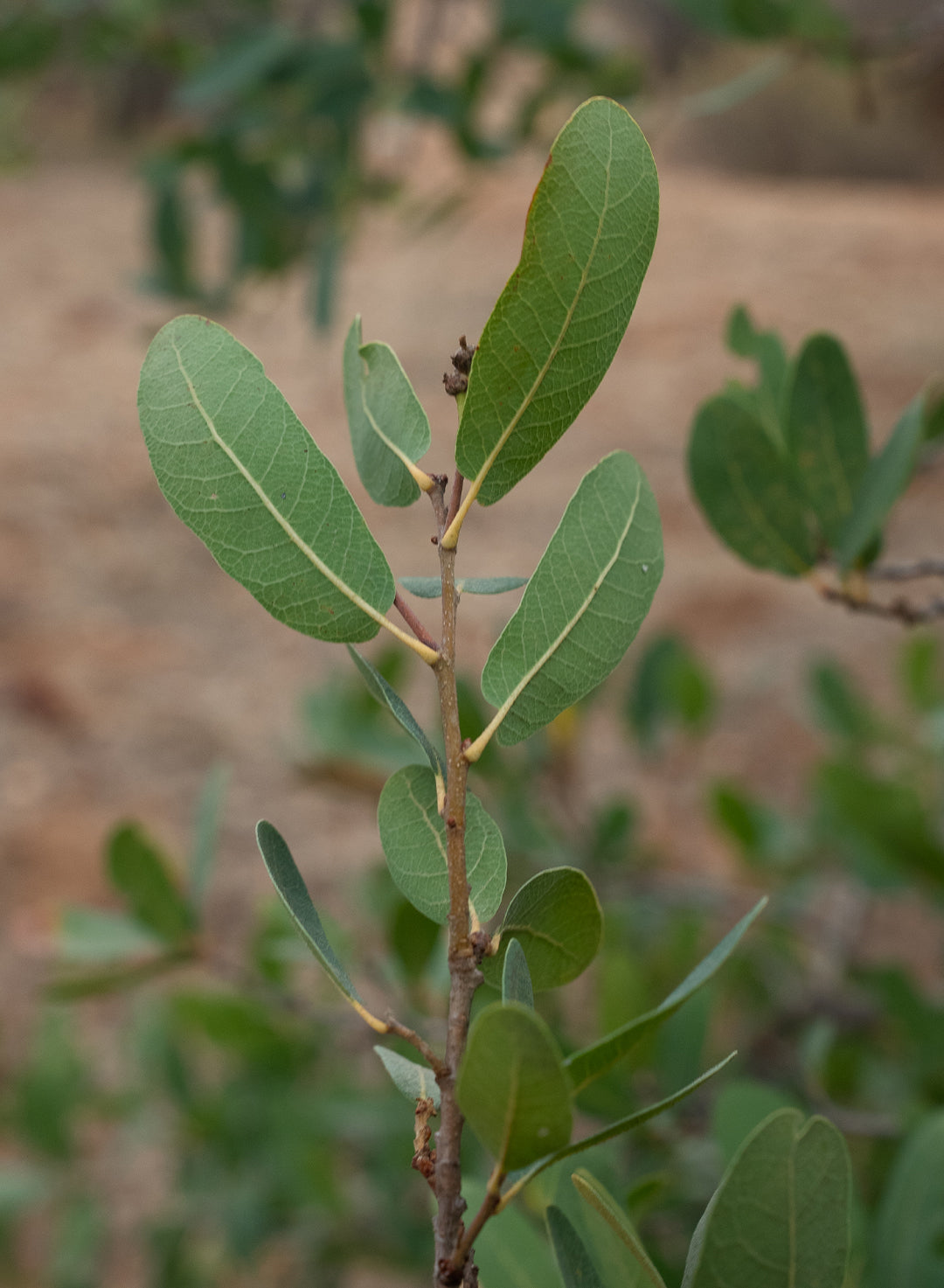 Quercus engelmannii - Engelmann Oak, Mesa Oak (Plant)