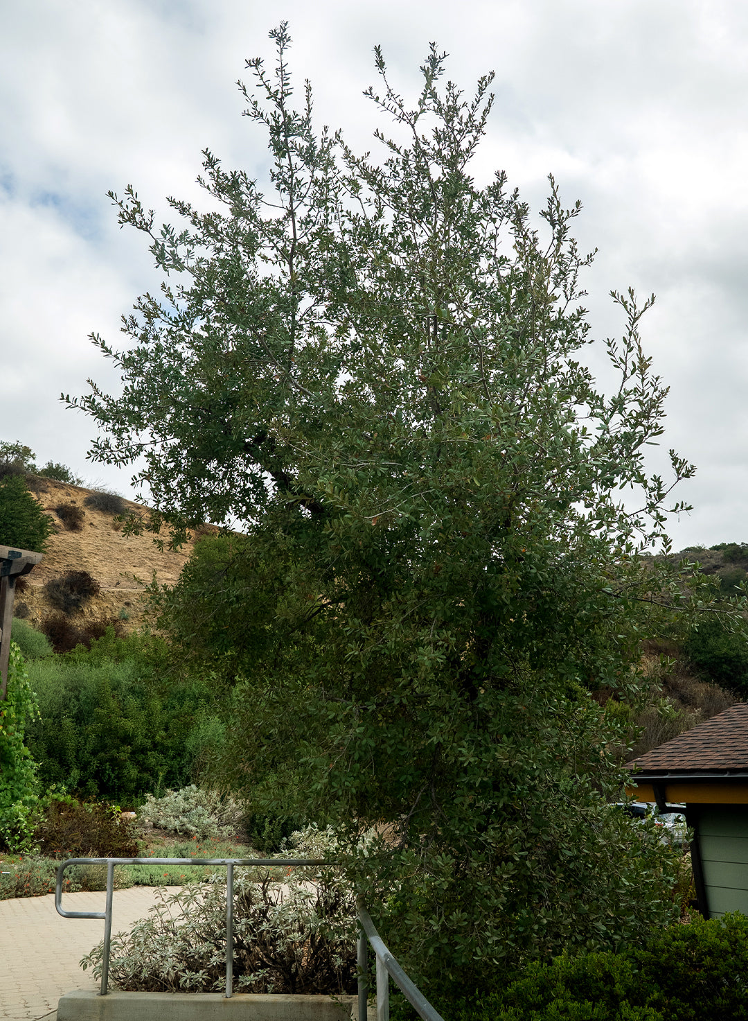 Quercus engelmannii - Engelmann Oak, Mesa Oak (Plant)