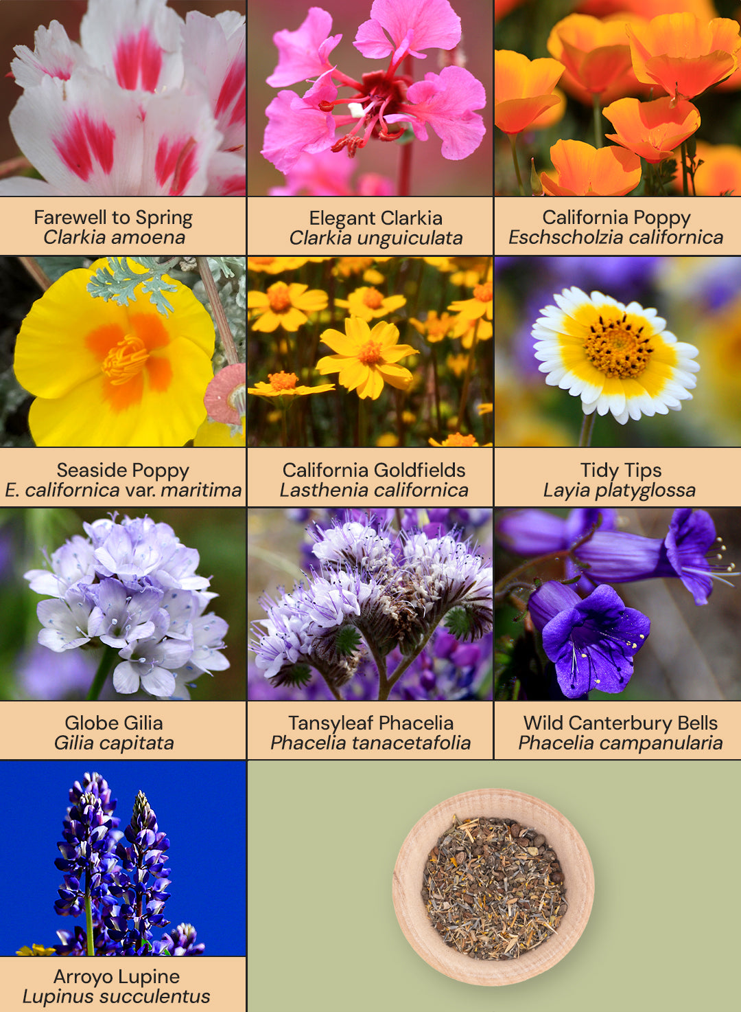 rainbow wildflower seeds Payne's #1: Rainbow Mix – Theodore Payne Foundation