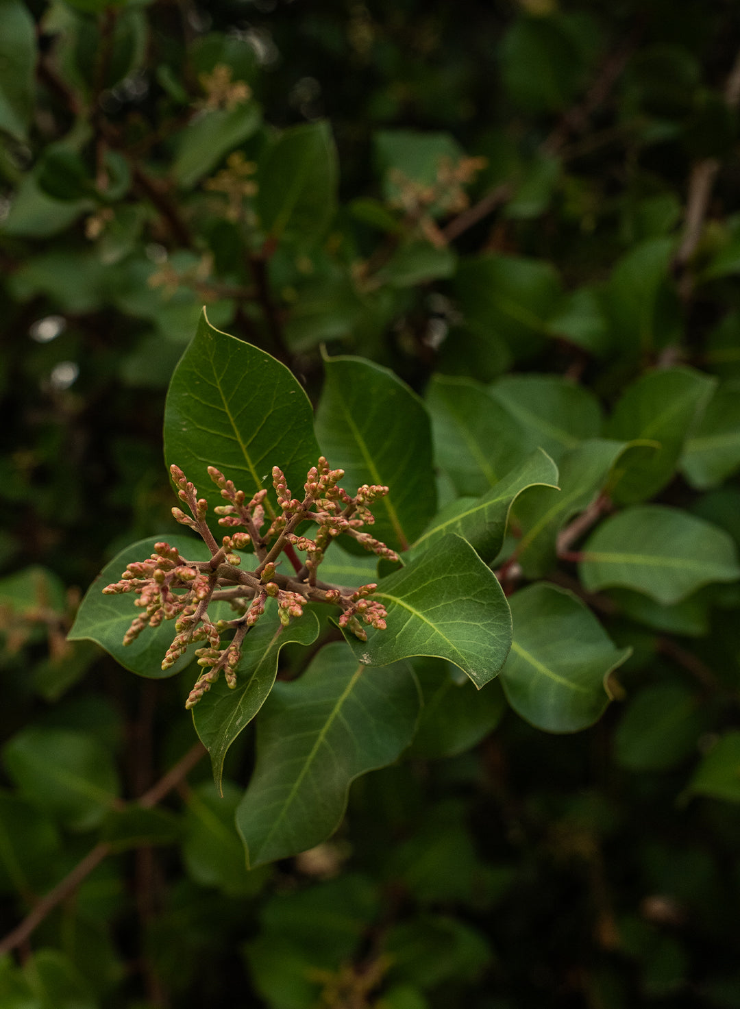 Rhus integrifolia - Lemonade Berry (Plant)