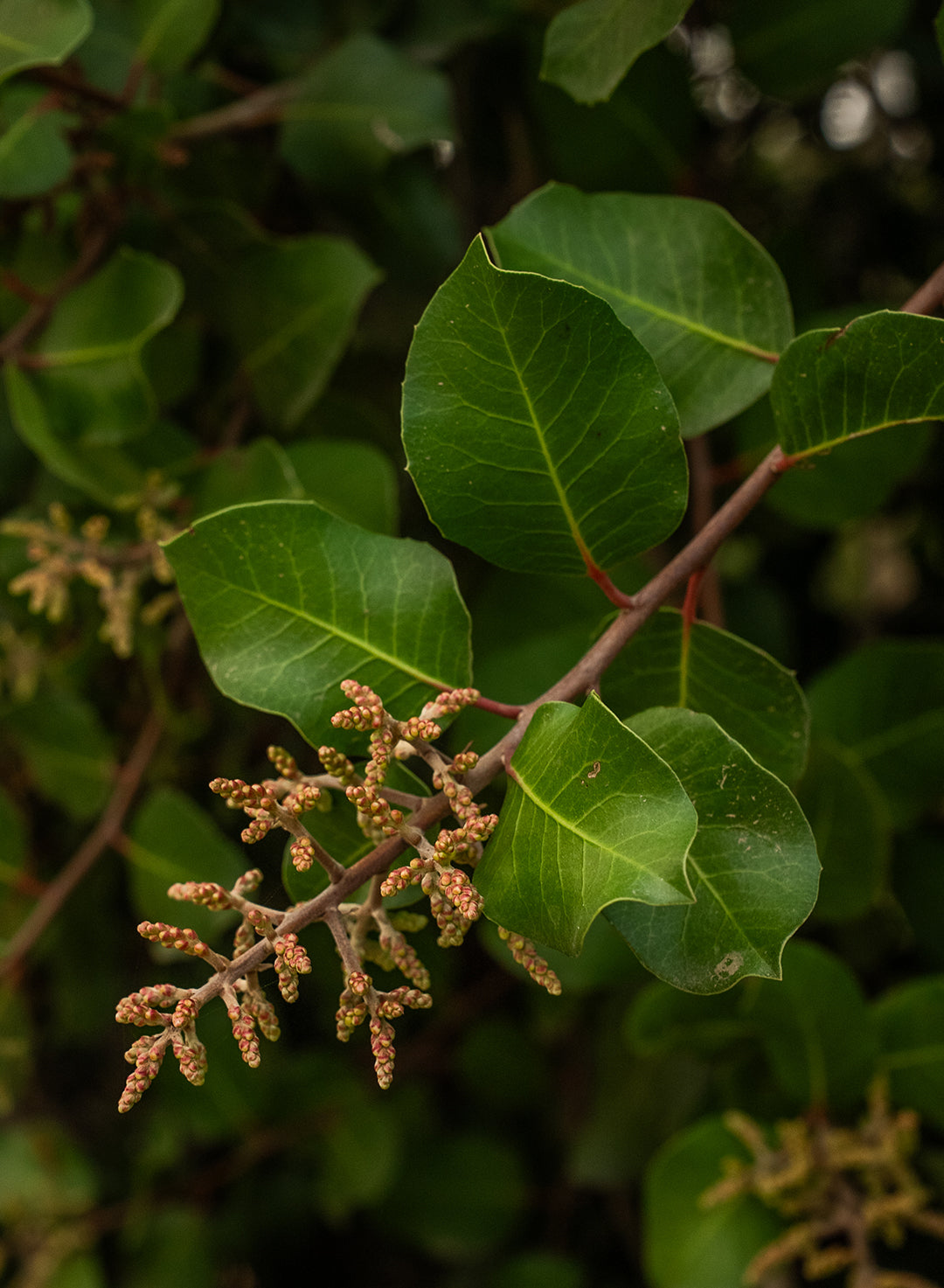 Rhus integrifolia - Lemonade Berry (Plant)