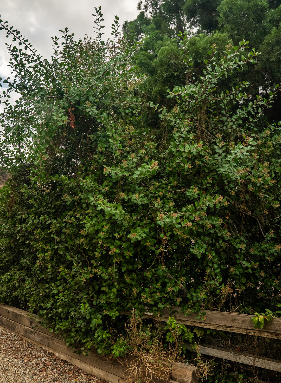 Rhus integrifolia - Lemonade Berry (Plant)