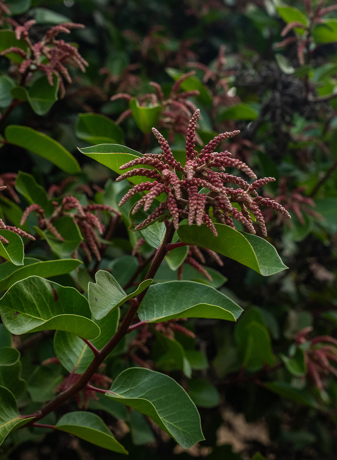 Rhus ovata - Sugar Bush (Seed)
