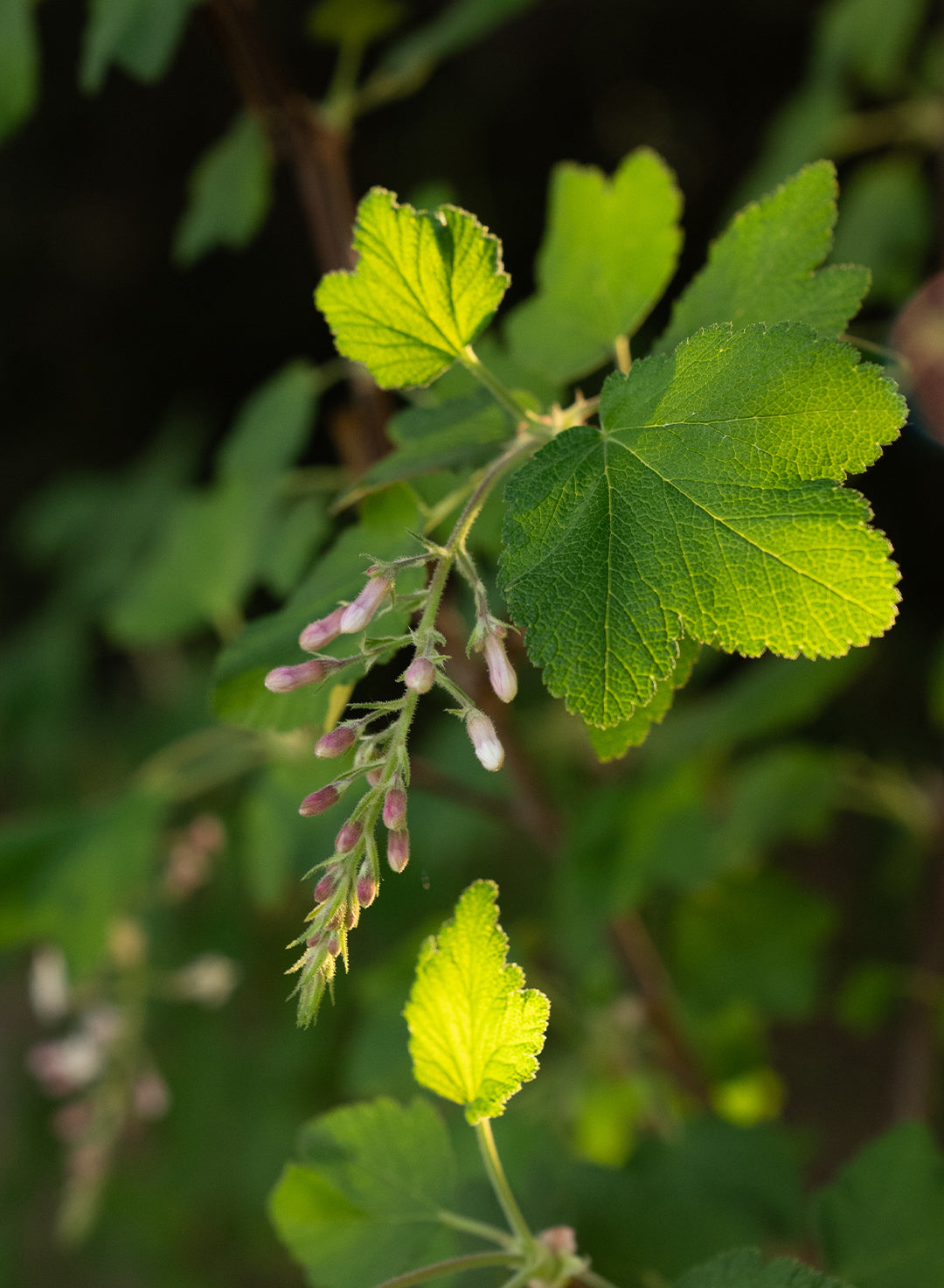 Ribes malvaceum 'Dancing Tassels' - Dancing Tassels Chaparral Currant (Plant)