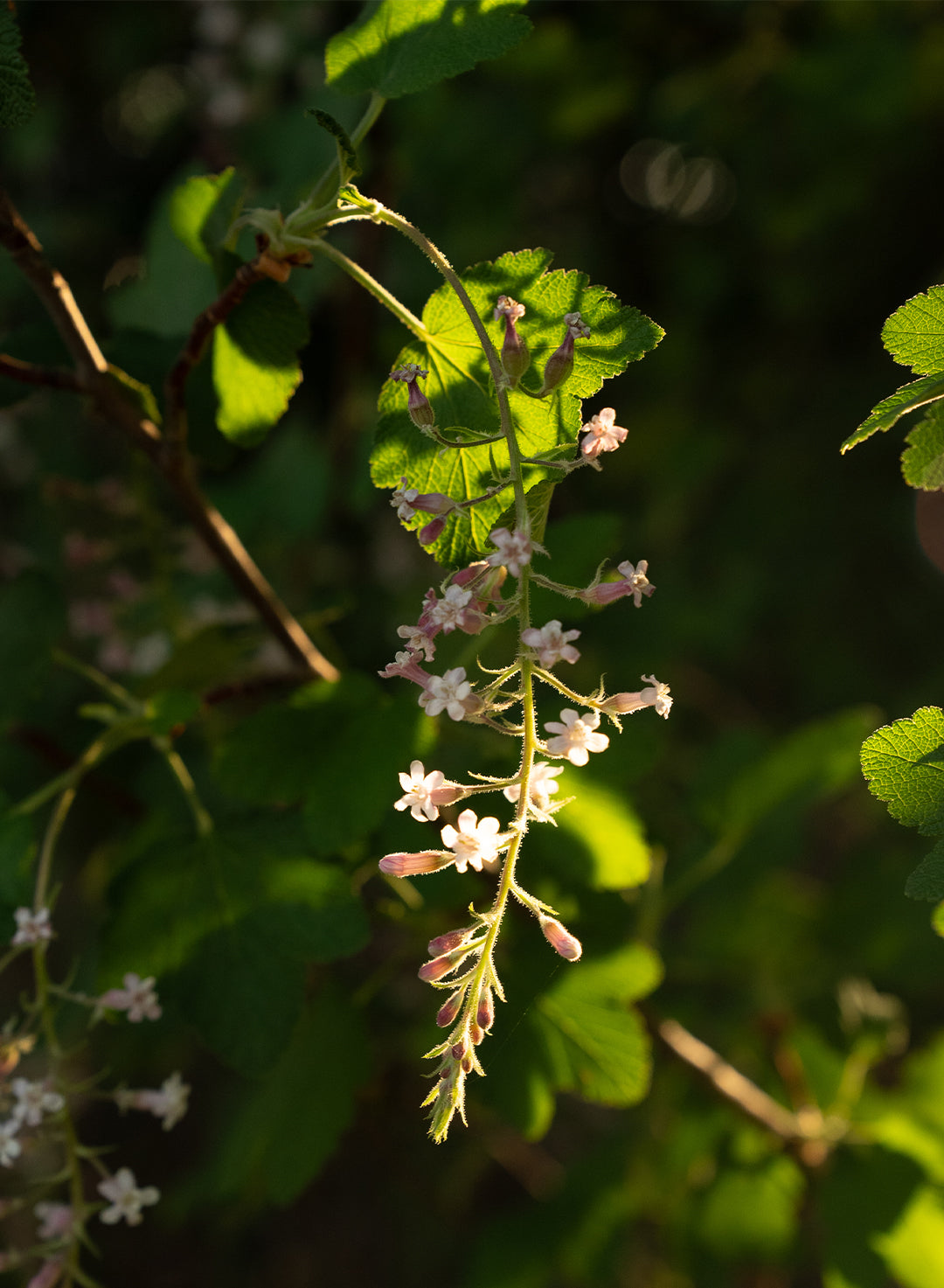 Ribes malvaceum 'Dancing Tassels' - Dancing Tassels Chaparral Currant (Plant)
