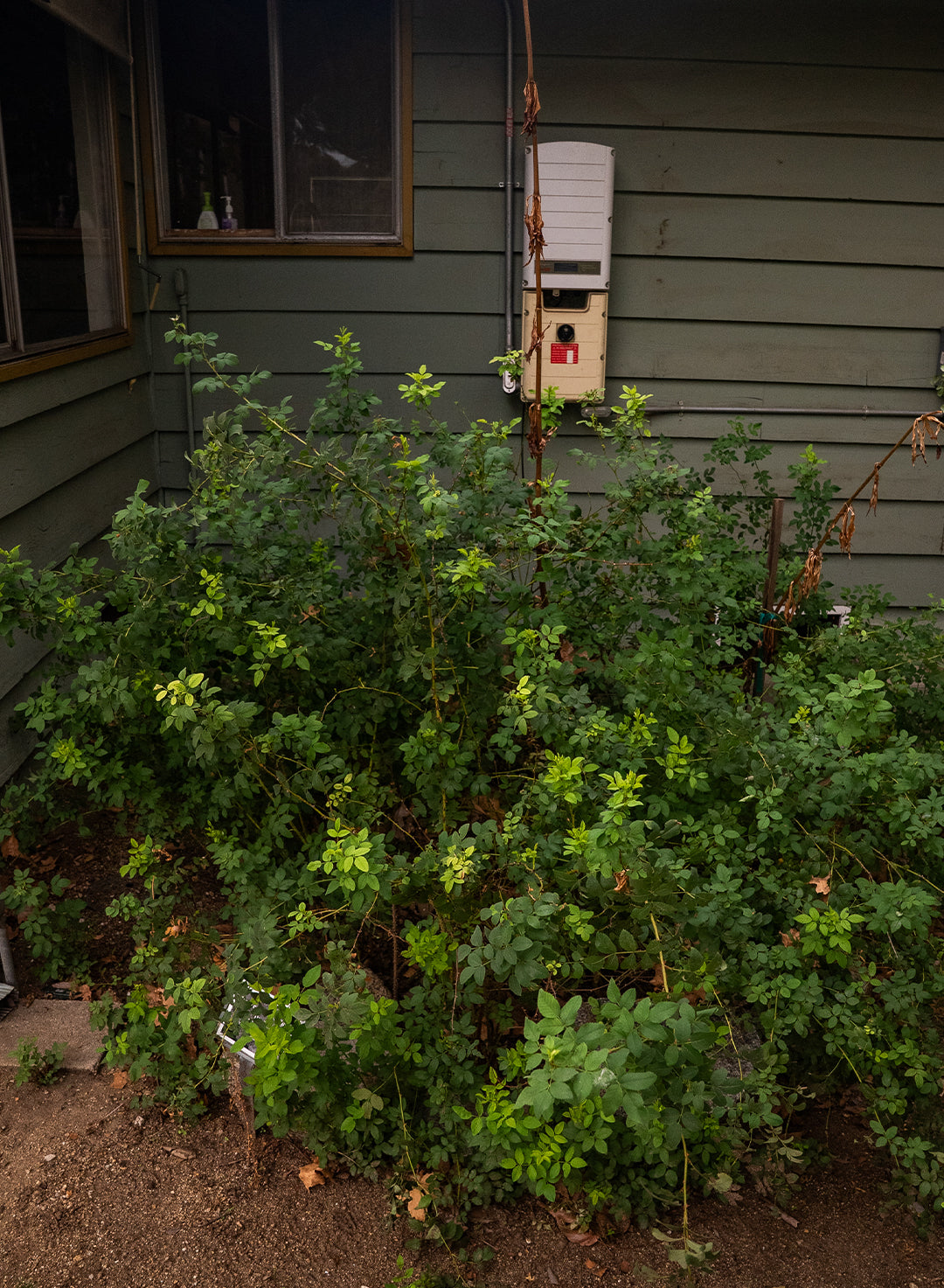 Rosa californica 'First Dawn' - First Dawn California Wild Rose (Plant)