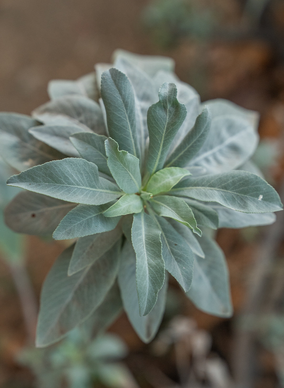 Salvia apiana - White Sage (Seed)