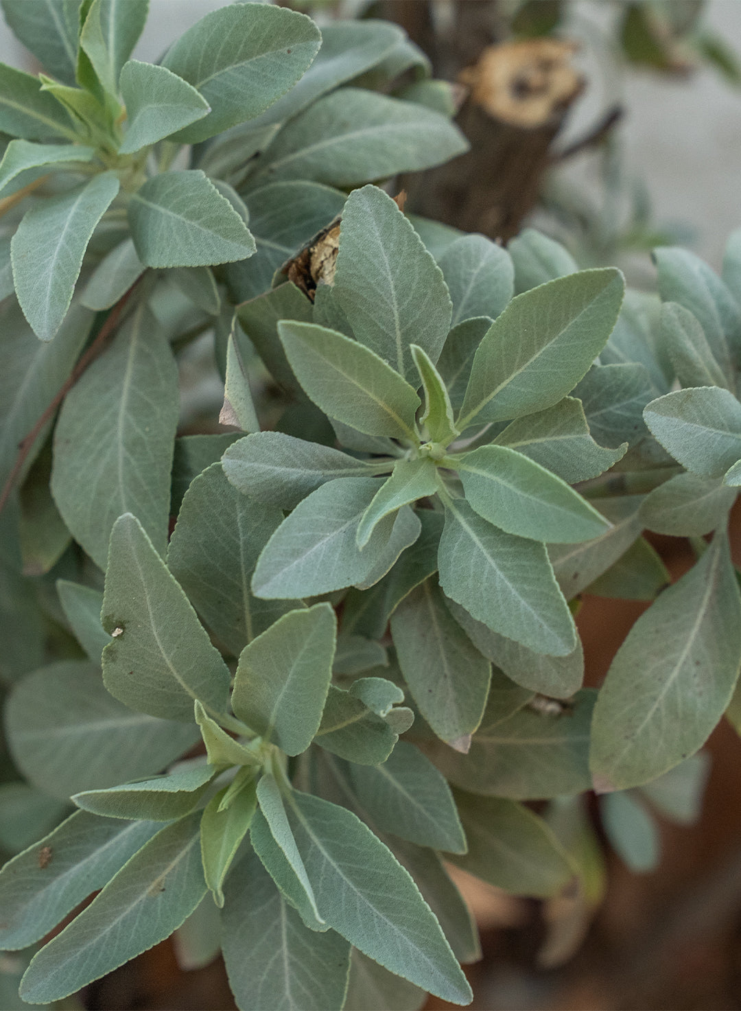 Salvia apiana - White Sage (Seed)
