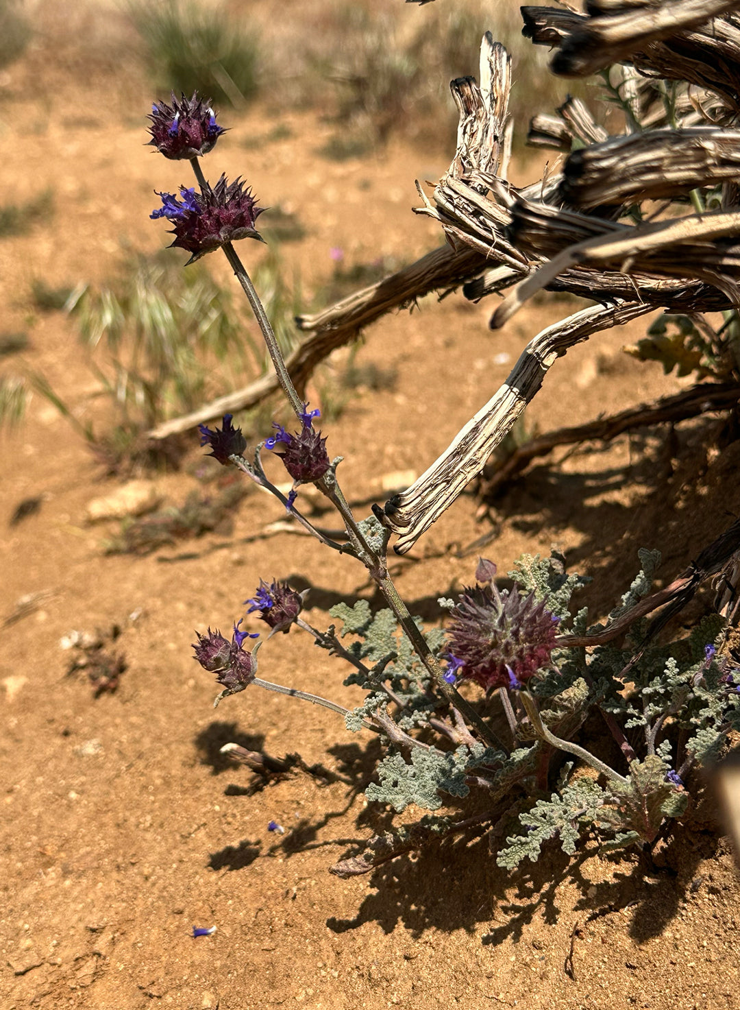 Salvia columbariae - Chia (Plant)