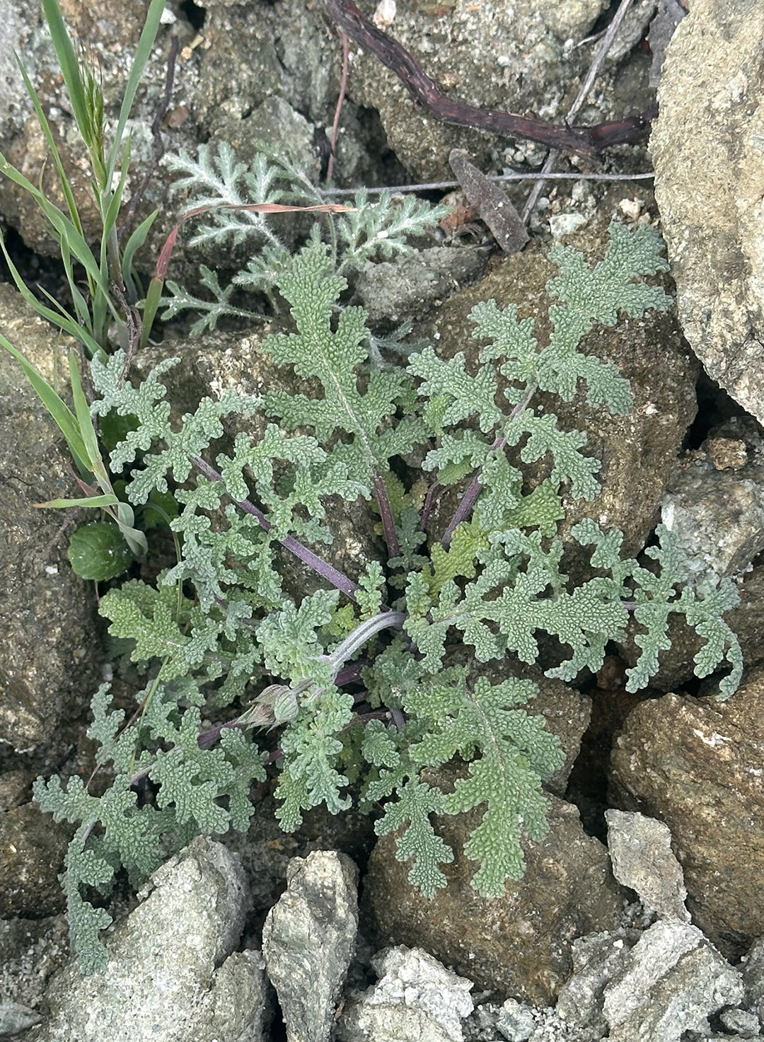 Salvia columbariae - Chia (Plant)
