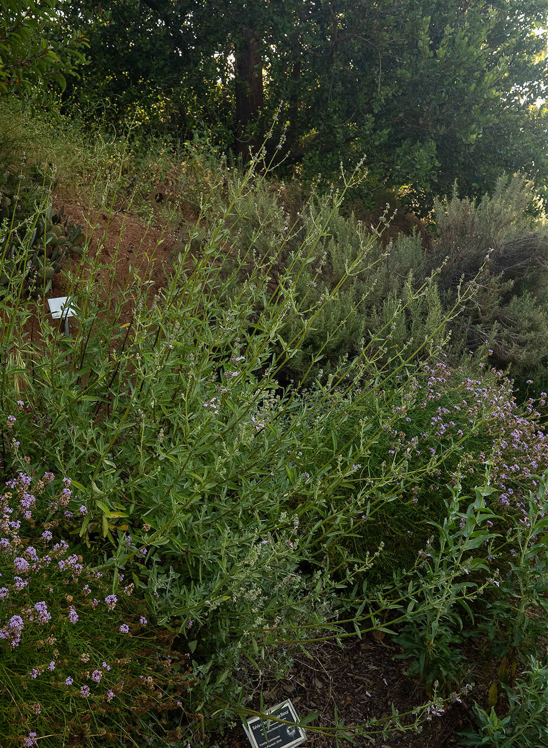 Salvia 'Thor' - Thor Sage (Plant)