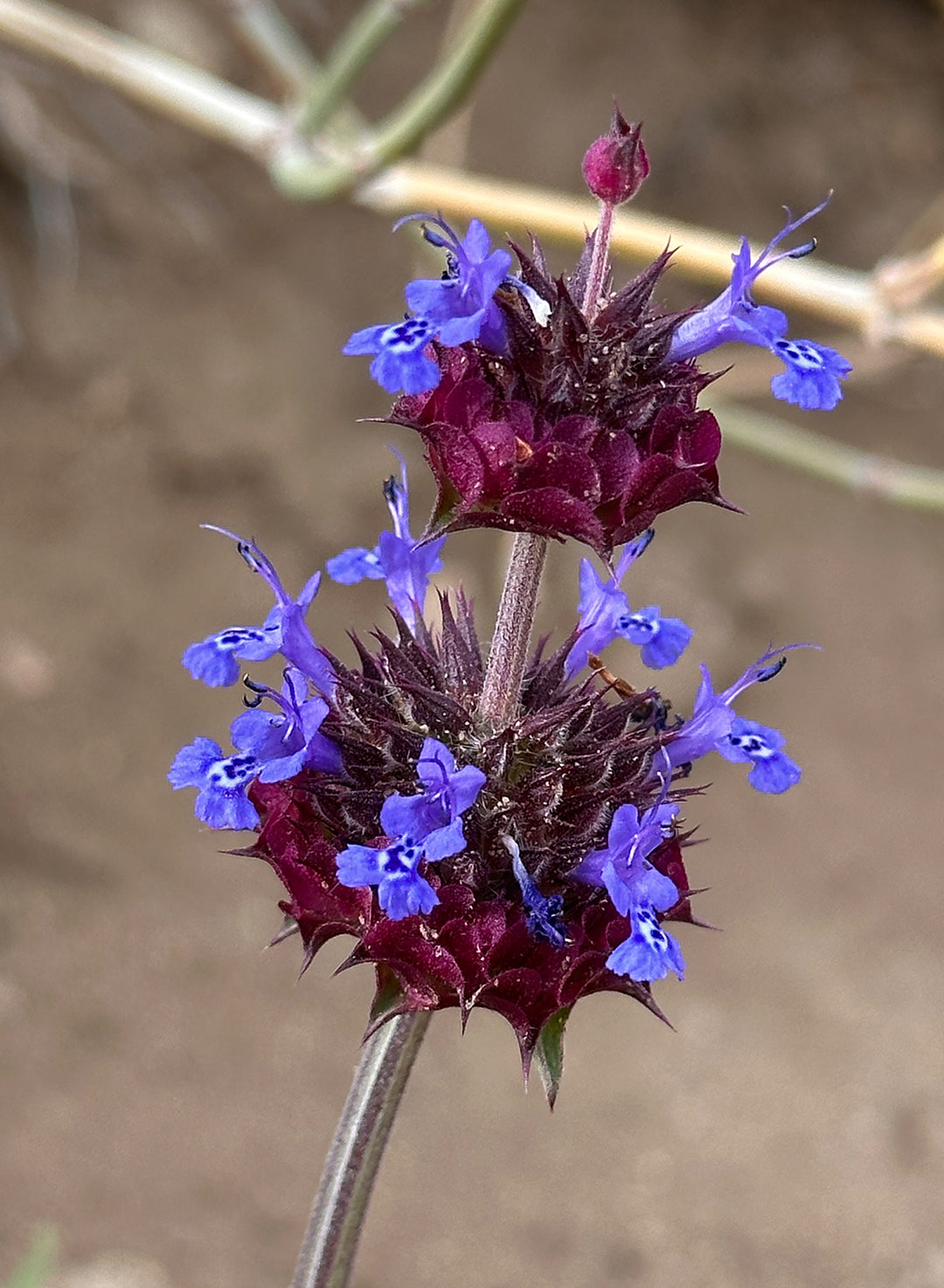 Salvia columbariae - Chia (Plant)