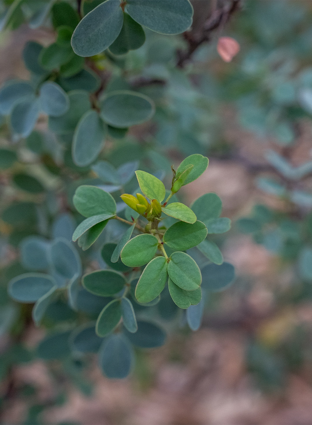 Senna purpusii - Baja California Senna (Plant)