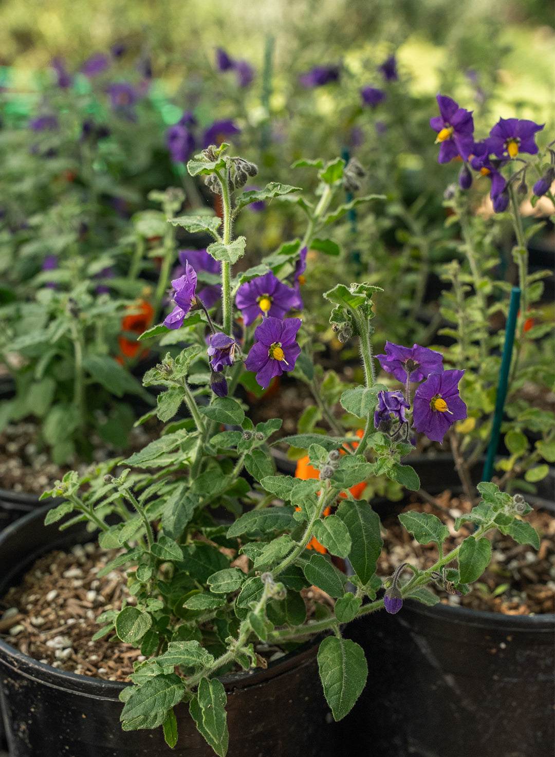Solanum xanti 'Mountain Pride' - Mountain Pride Blue Witch (Plant)