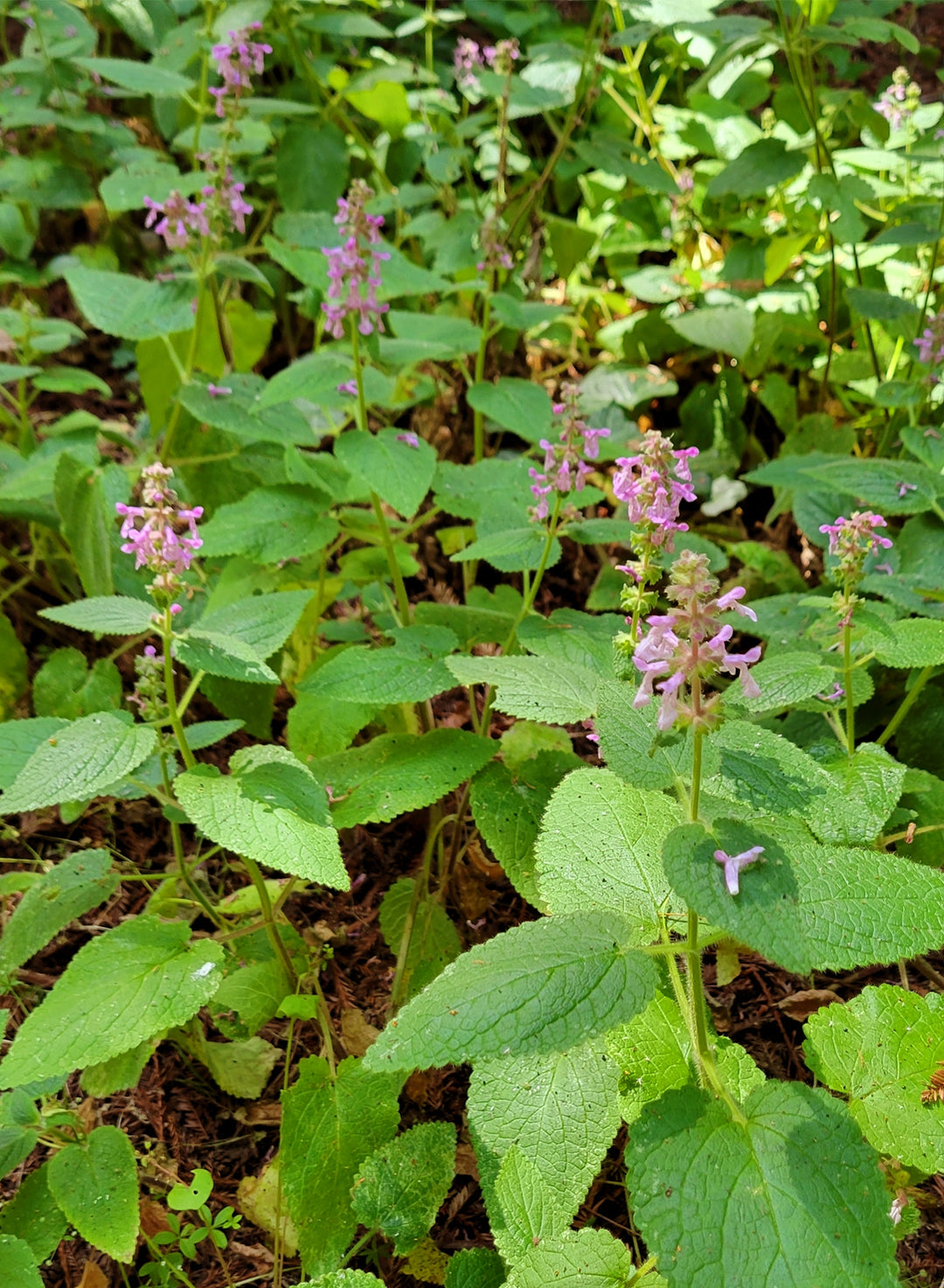 Stachys bullata - California Hedge Nettle (Plant)