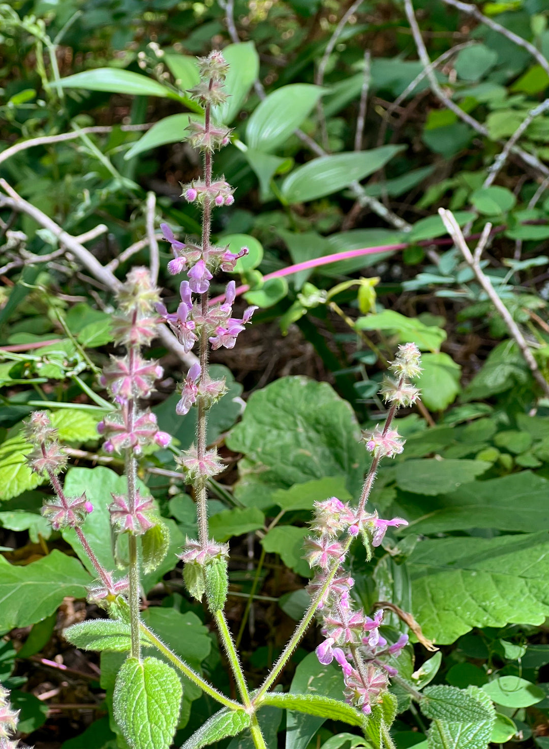 Stachys rigida - Rough Hedgenettle (Plant)