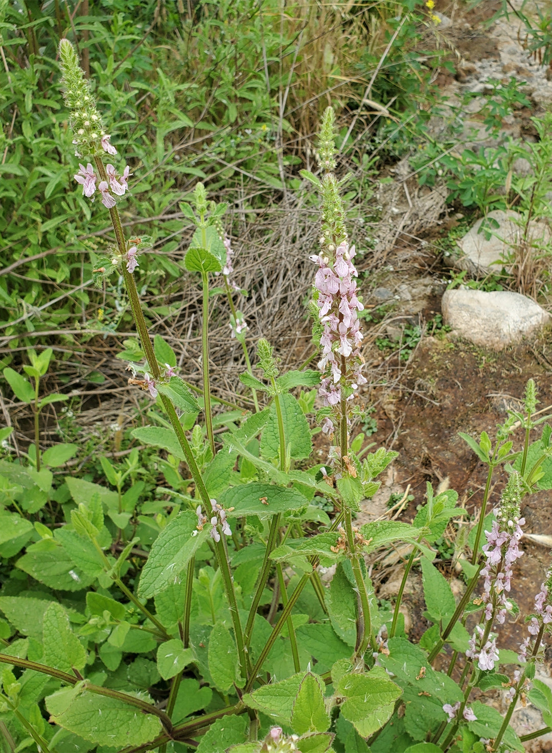 Stachys stebbinsii - Stebbins' Hedgenettle (Plant)