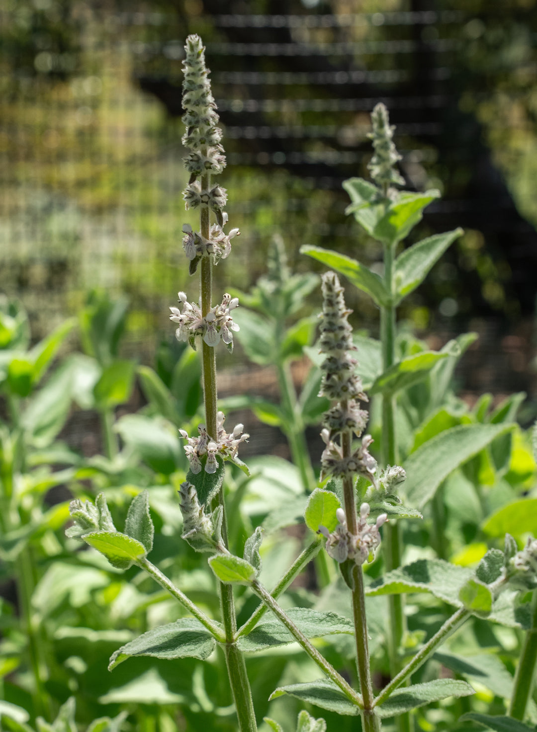 Stachys albens - Woolly White Hedgenettle, Whitestem Hedgenettle (Plant)