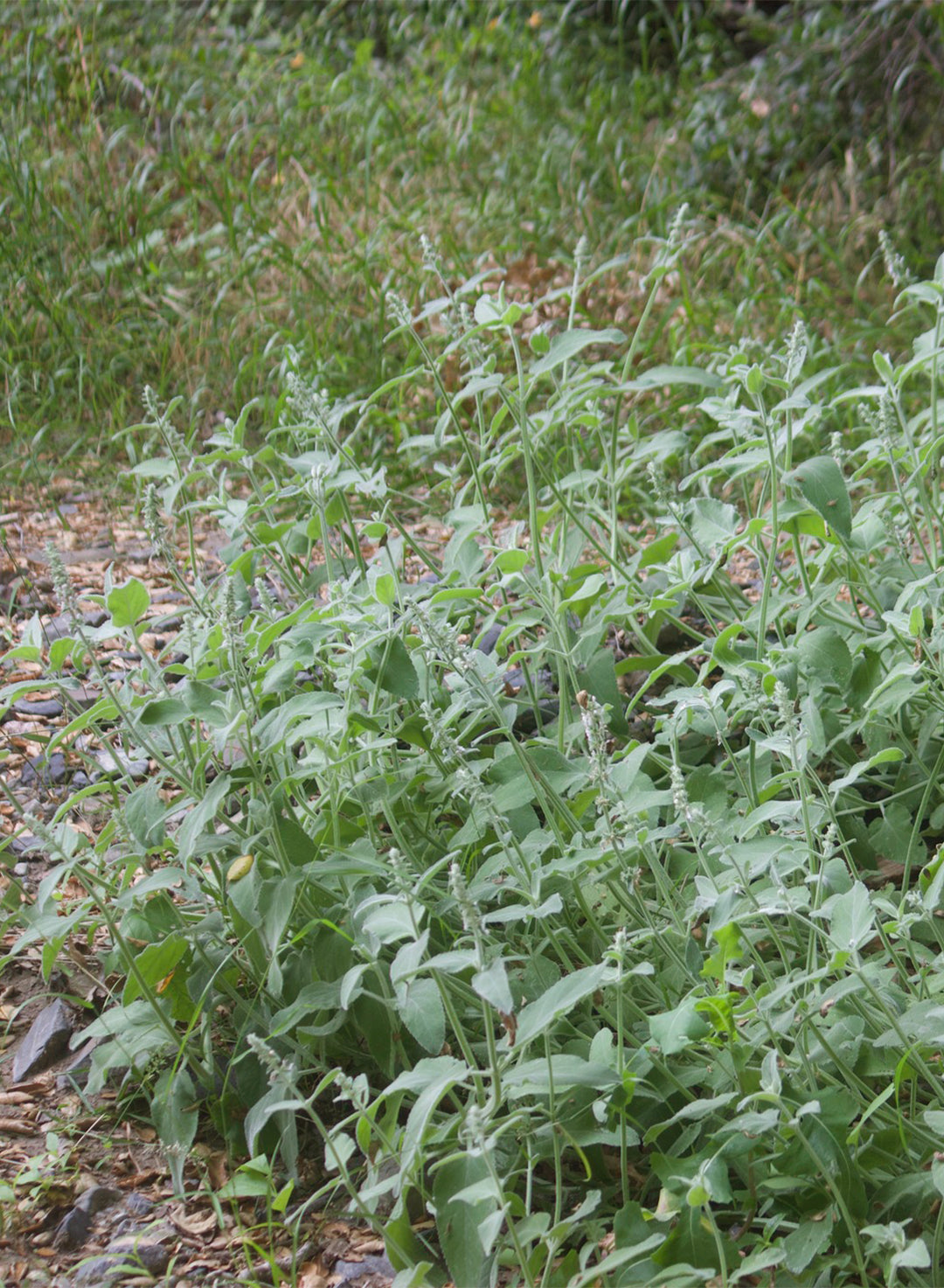 Stachys albens - Woolly White Hedgenettle, Whitestem Hedgenettle (Plant)