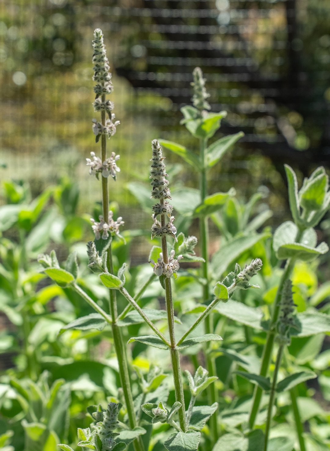 Stachys albens - Woolly White Hedgenettle, Whitestem Hedgenettle (Plant)