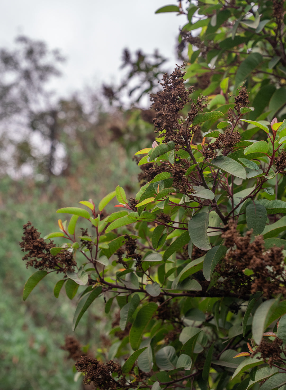 Malosma laurina - Laurel Sumac (Plant)
