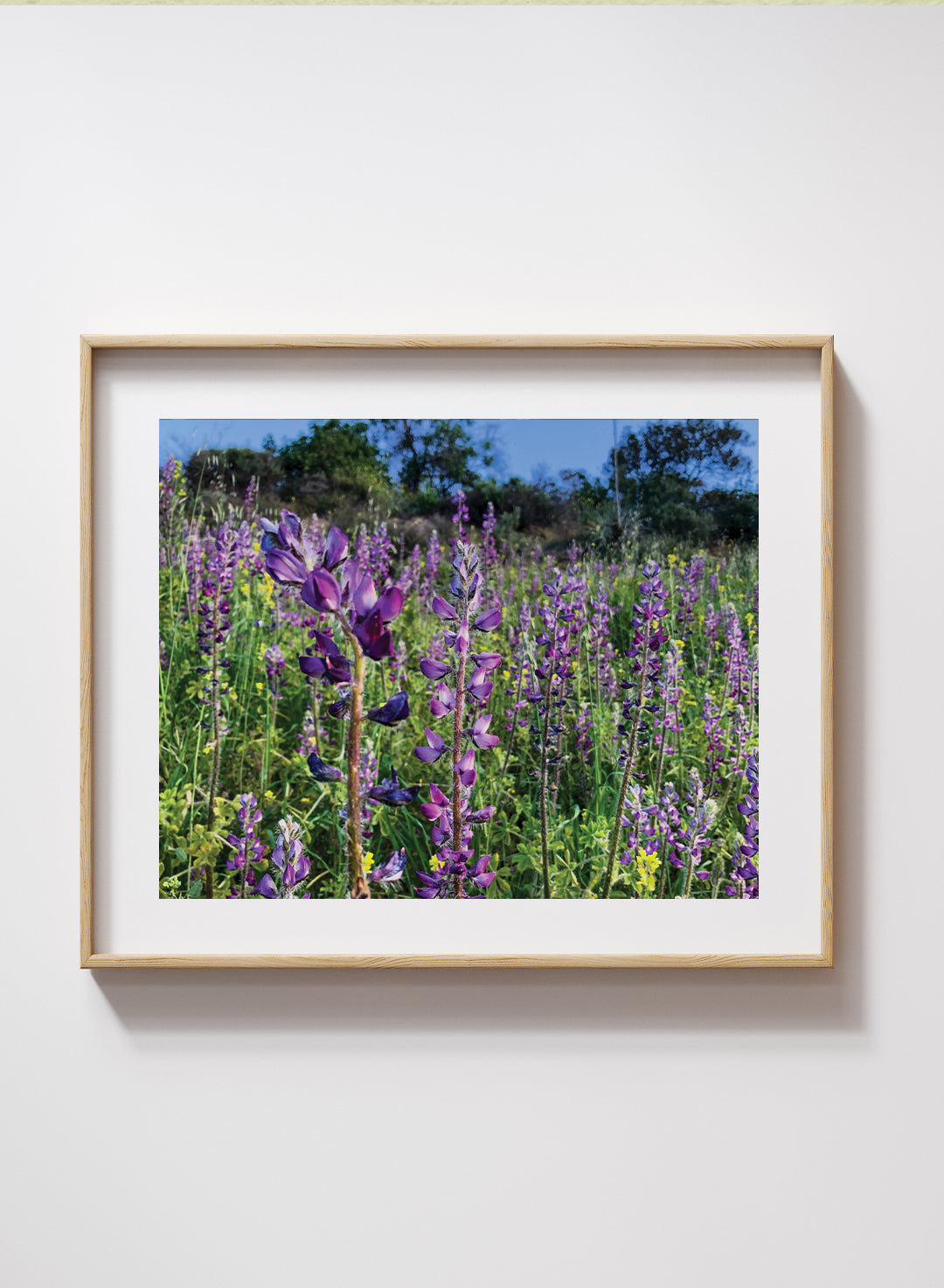 Tim Becker - Lupinus hirsutissimus Print