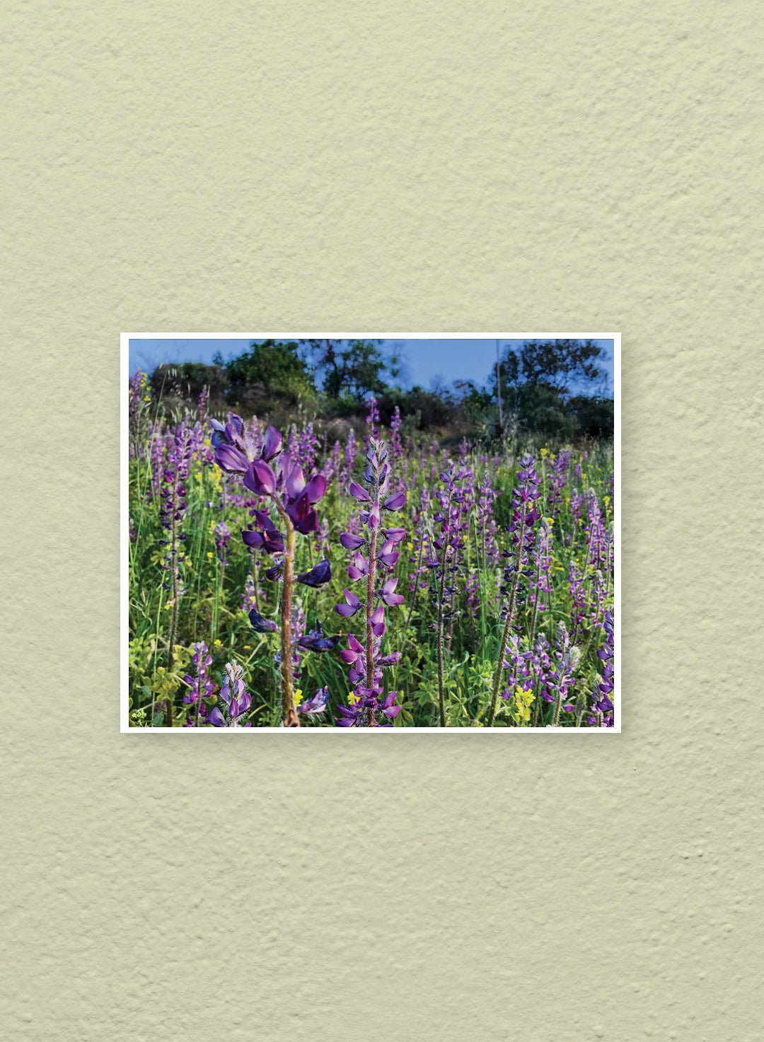 Tim Becker - Lupinus hirsutissimus Print