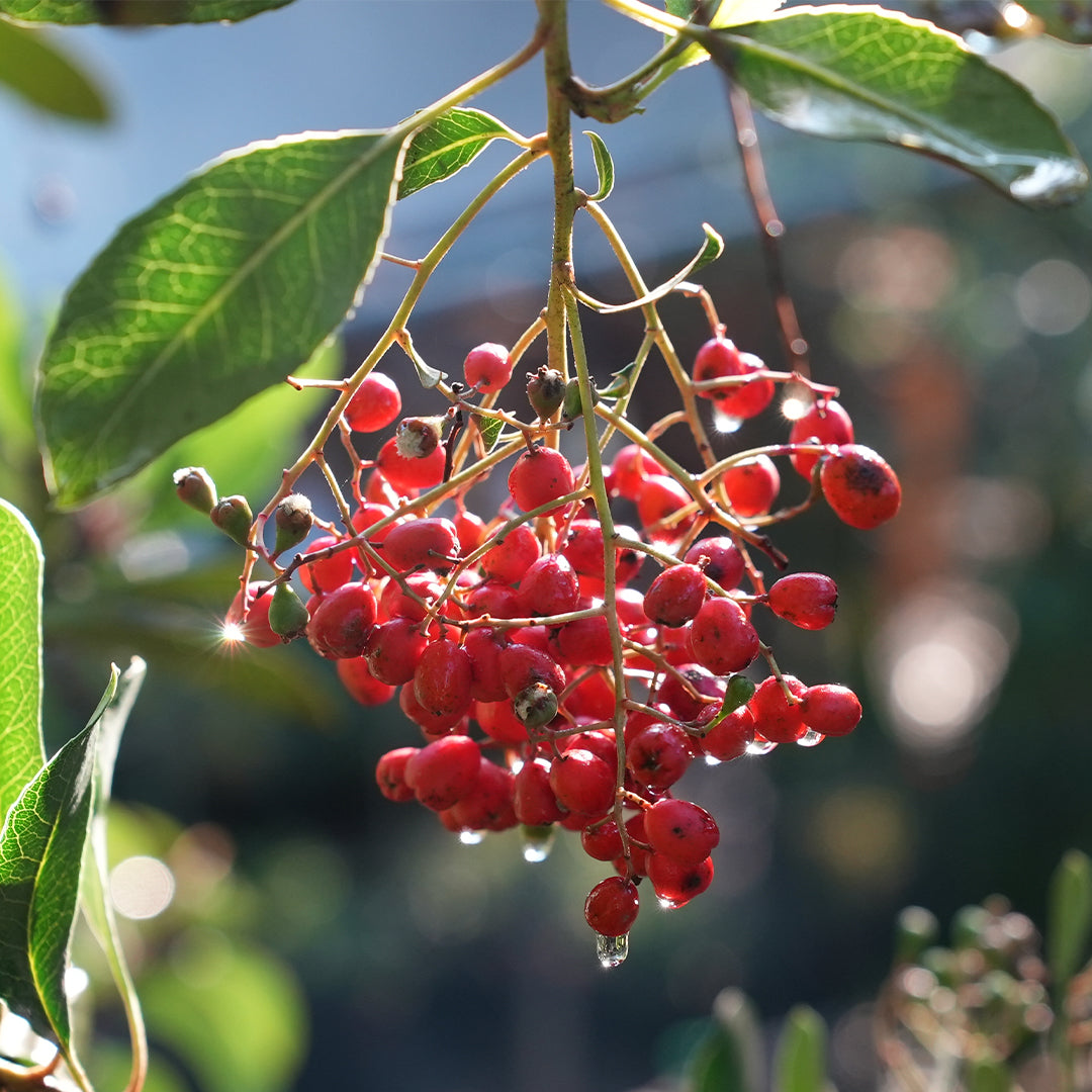 Toyon_1.jpg