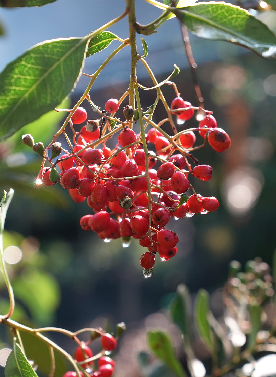 Heteromeles arbutifolia - Toyon, Christmas Berry (Plant)