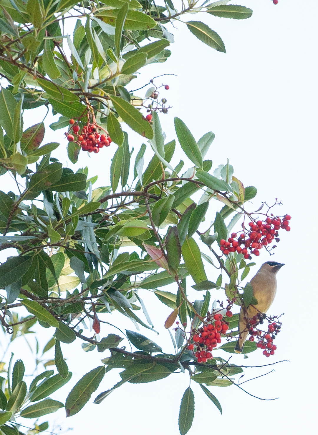 Heteromeles arbutifolia - Toyon, Christmas Berry (Plant)