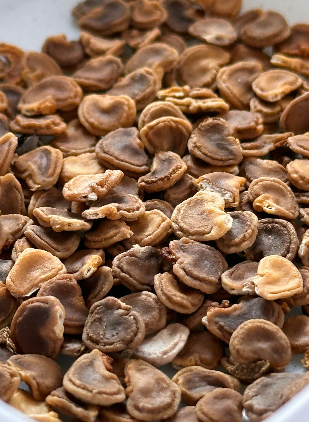 datura flower seeds Datura wrightii
