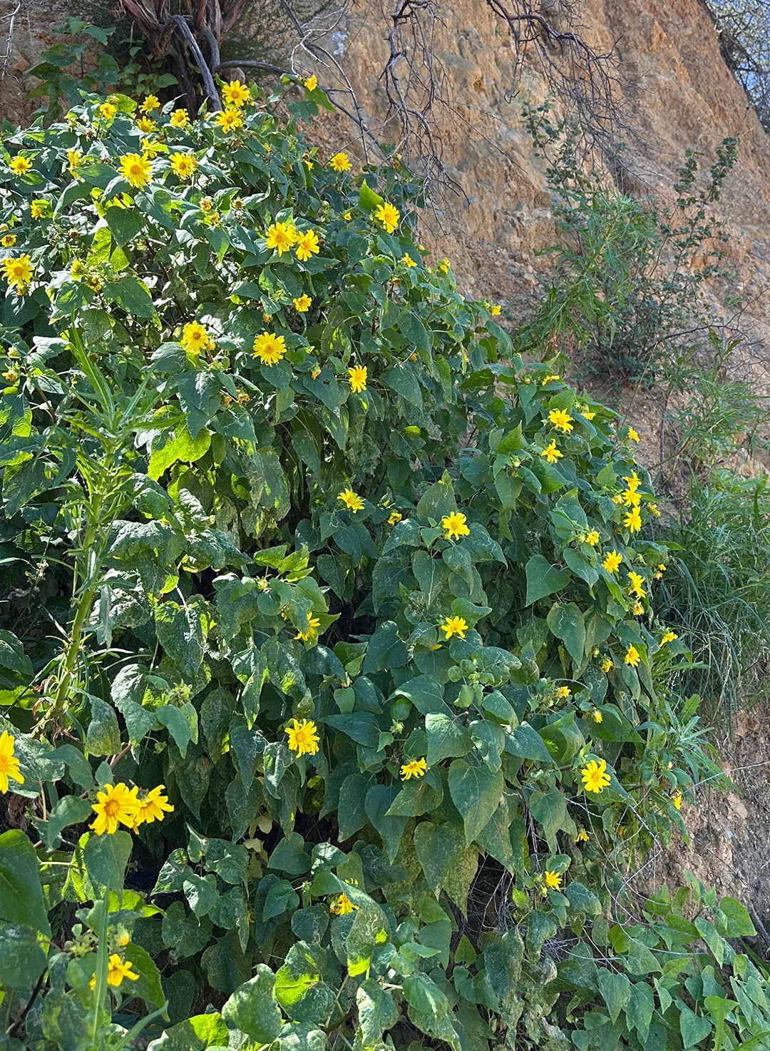 Venegasia carpesioides - Canyon Sunflower (Plant)