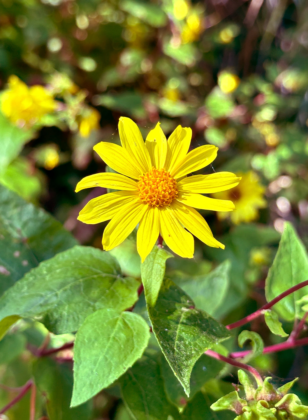 Venegasia carpesioides - Canyon Sunflower (Plant)