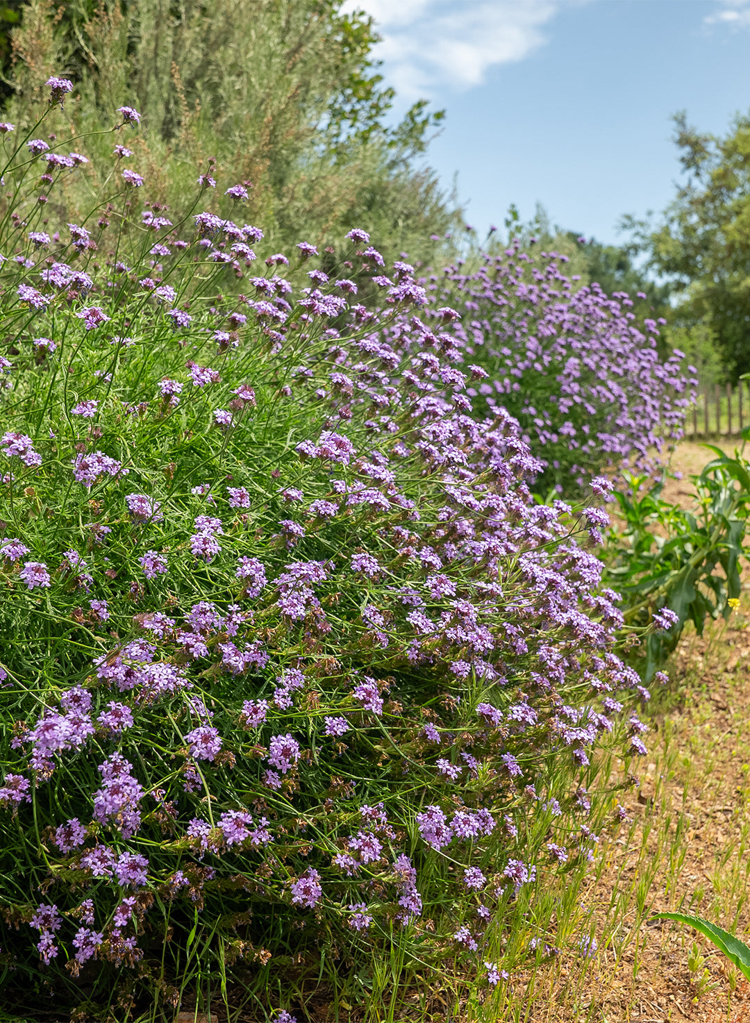 Verbena lilacina 'De la Mina' - De la Mina Lilac Verbena (Plant)