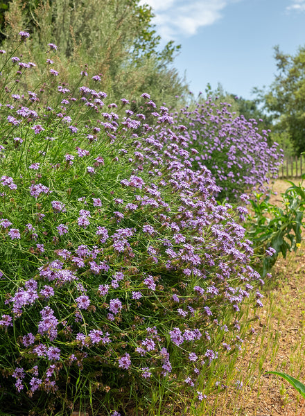 Verbena lilacina 'De la Mina' - De la Mina Lilac Verbena (Plant