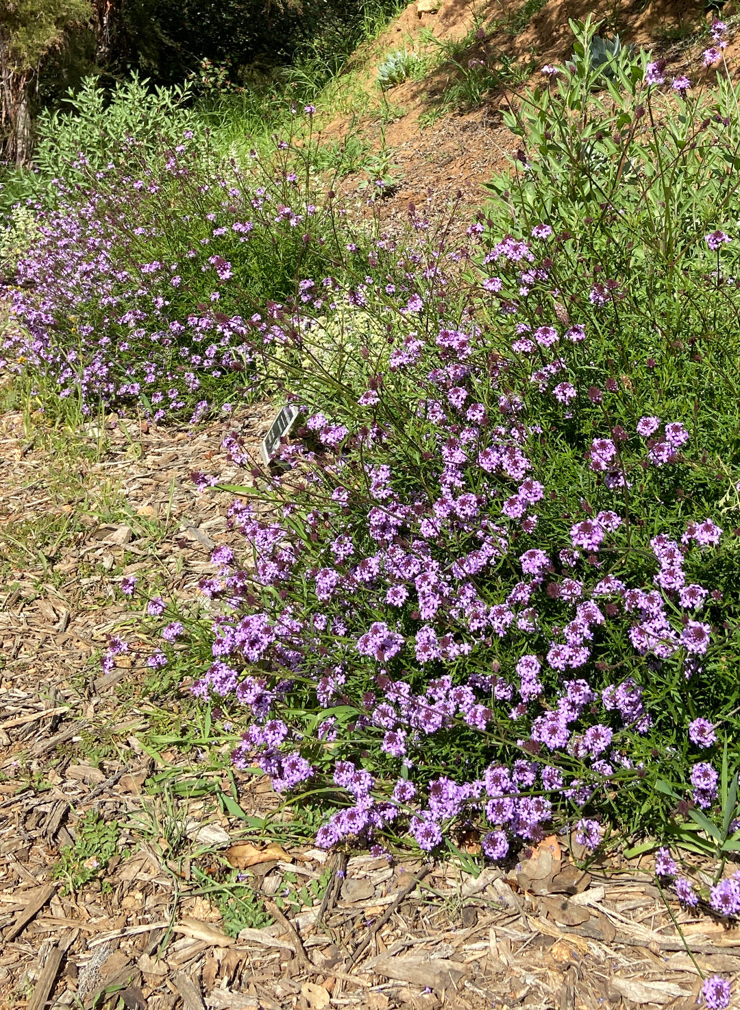 Verbena lilacina 'De la Mina' - De la Mina Lilac Verbena (Plant