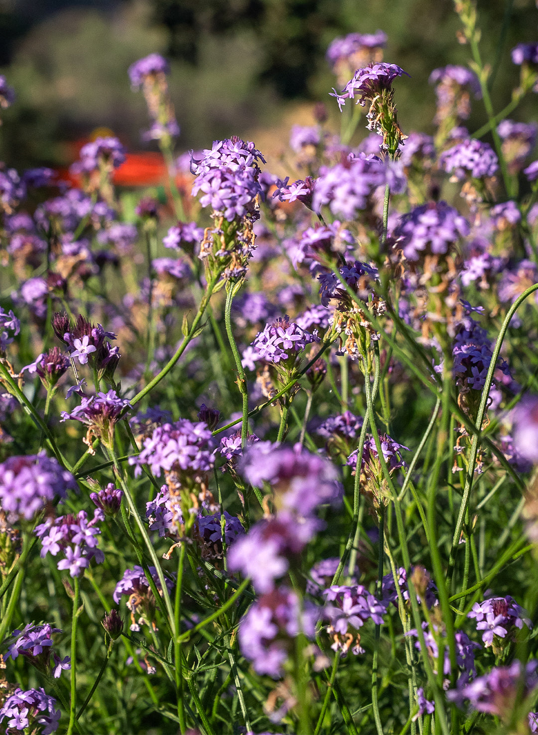 ●良品☆スワロフスキー　Drina　Violet　花　ドリナ　バイオレット 1 Verbena lilacina 'De la Mina' - De la Mina Lilac Verbena (Plant