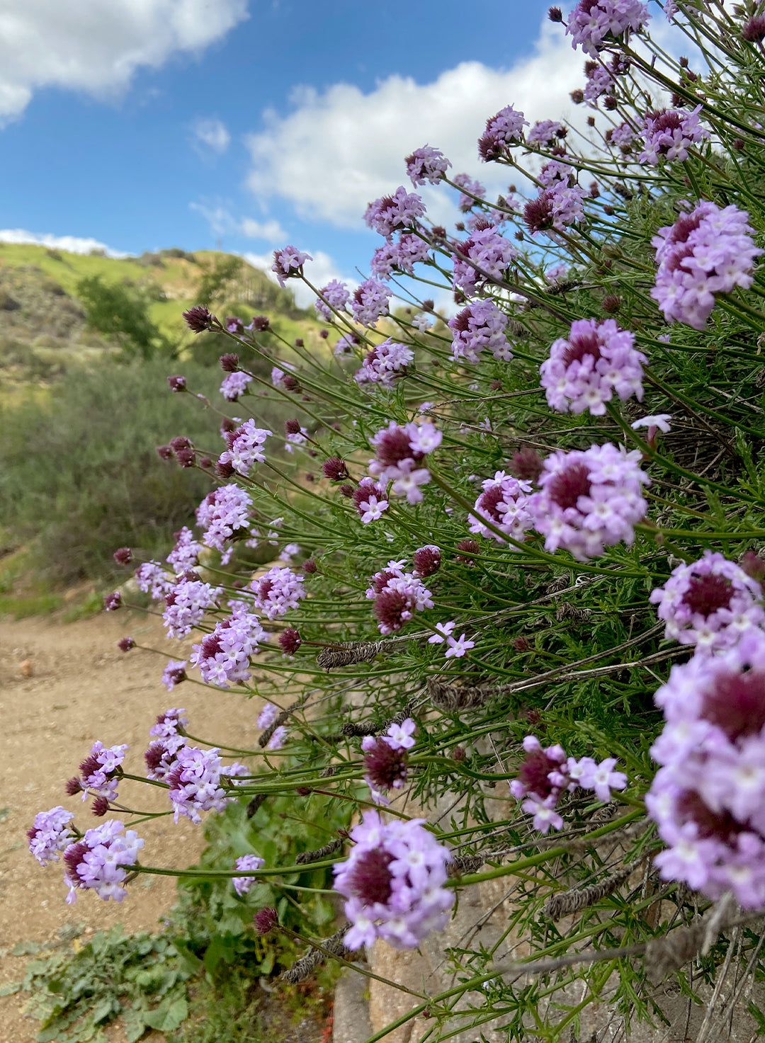 Verbena lilacina - Lilac Verbena (Plant)
