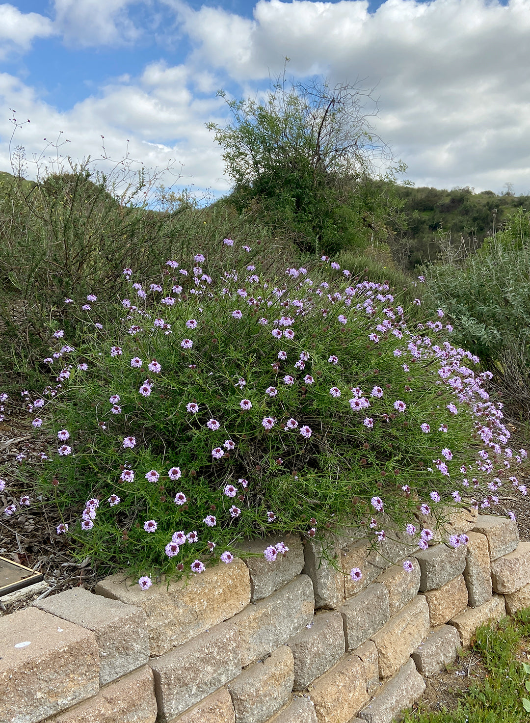 Verbena lilacina - Lilac Verbena (Plant) – Theodore Payne Foundation