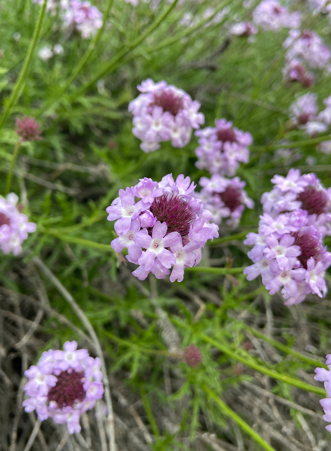 サキナ lavender Verbena lilacina - Lilac Verbena (Plant) – Theodore Payne Foundation