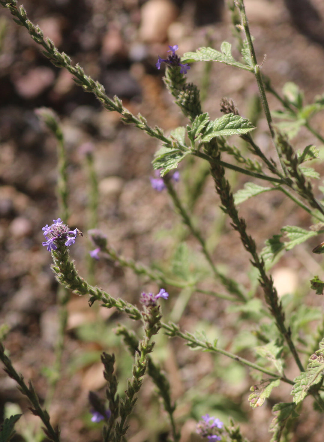Verbena lasiostachys - Western Verbena, Vervain (Plant)