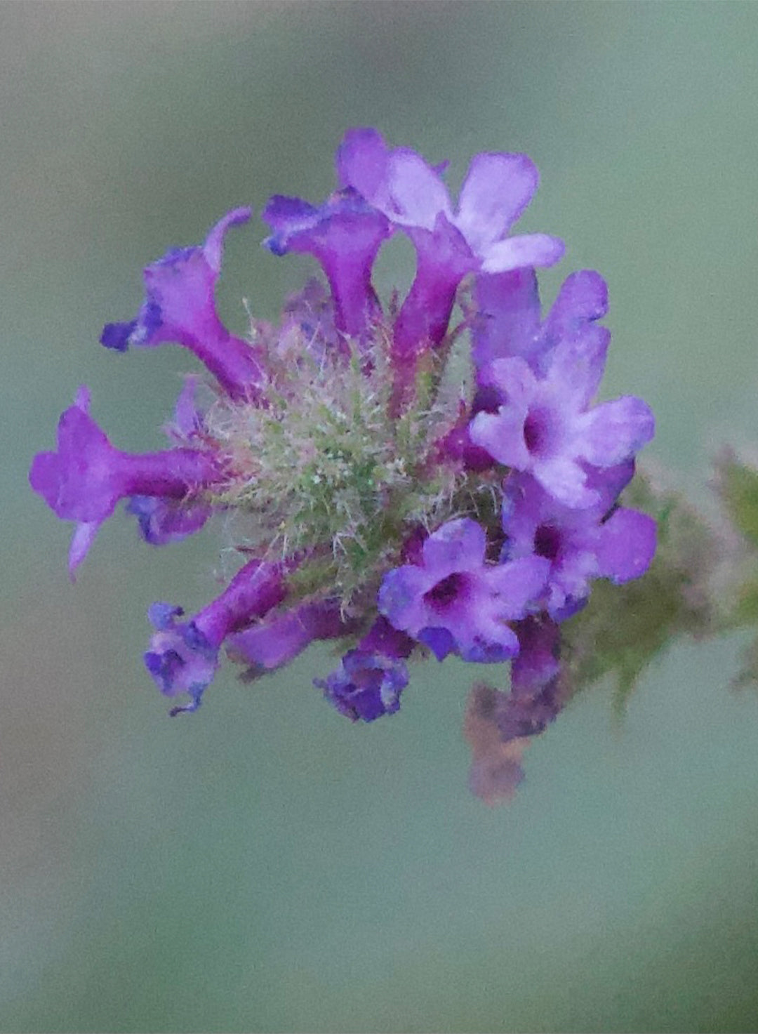Verbena lasiostachys - Western Verbena, Vervain (Plant)
