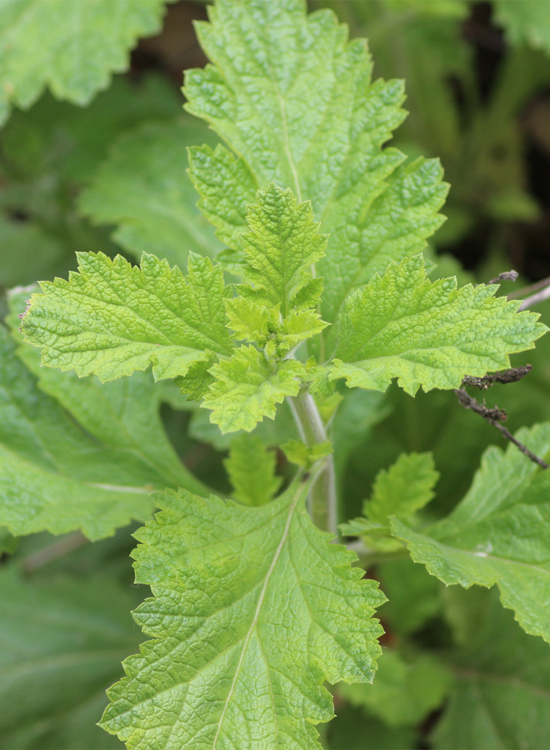 Verbena lasiostachys - Western Verbena, Vervain (Plant)