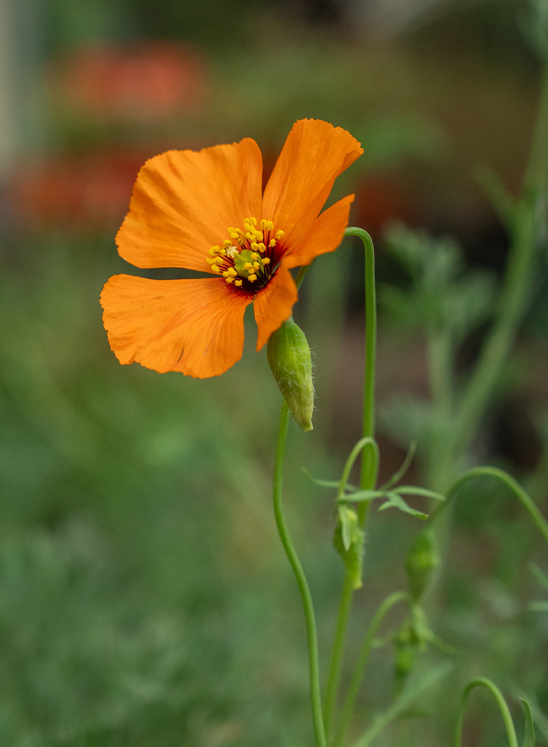 Papaver heterophyllum - Wind Poppy (Seed)