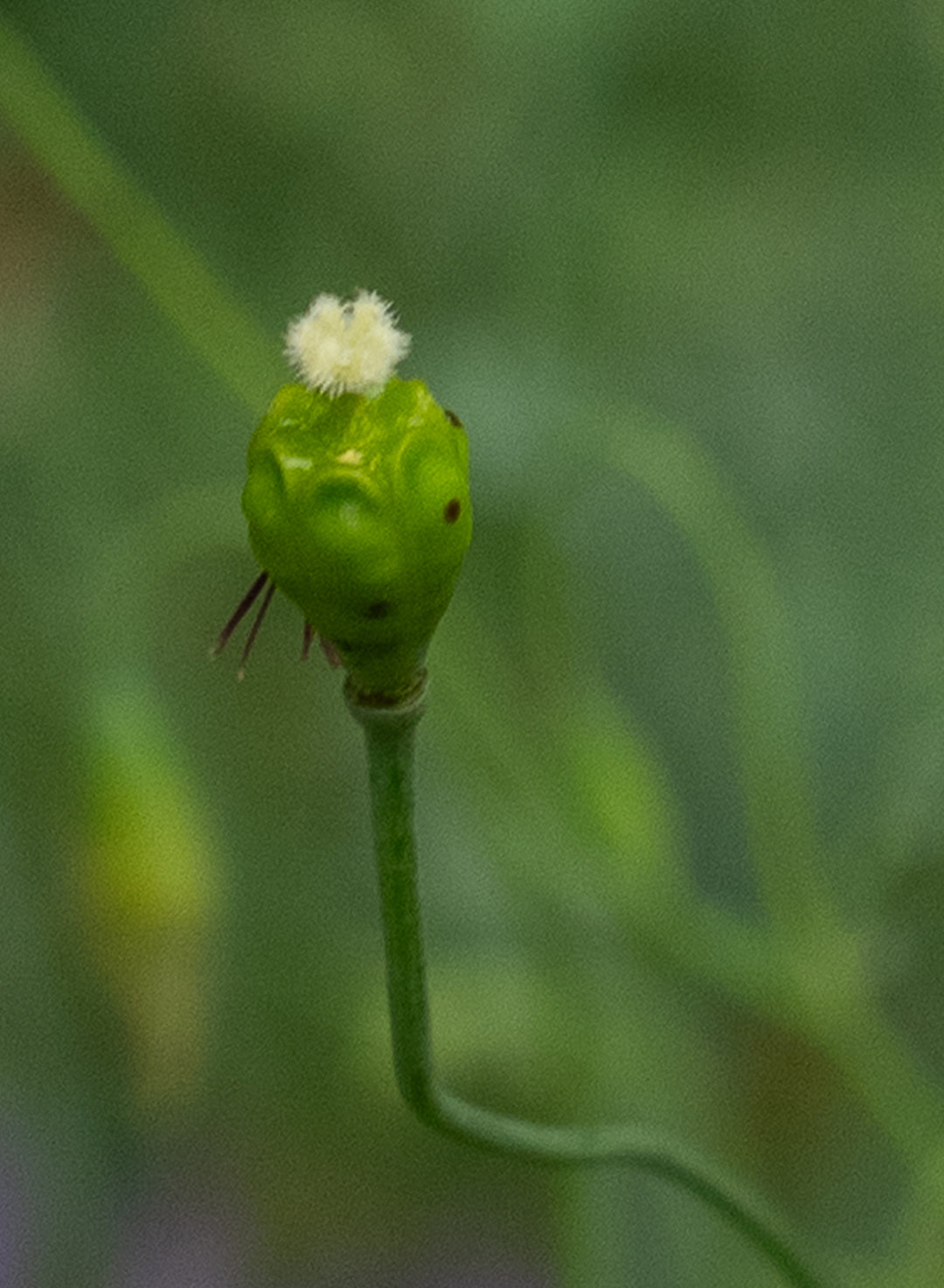 Papaver heterophyllum - Wind Poppy (Seed)
