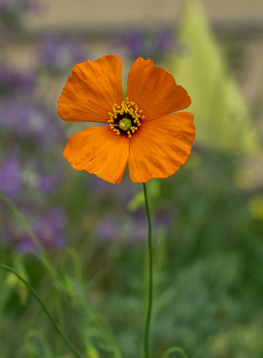 Papaver heterophyllum - Wind Poppy (Seed)