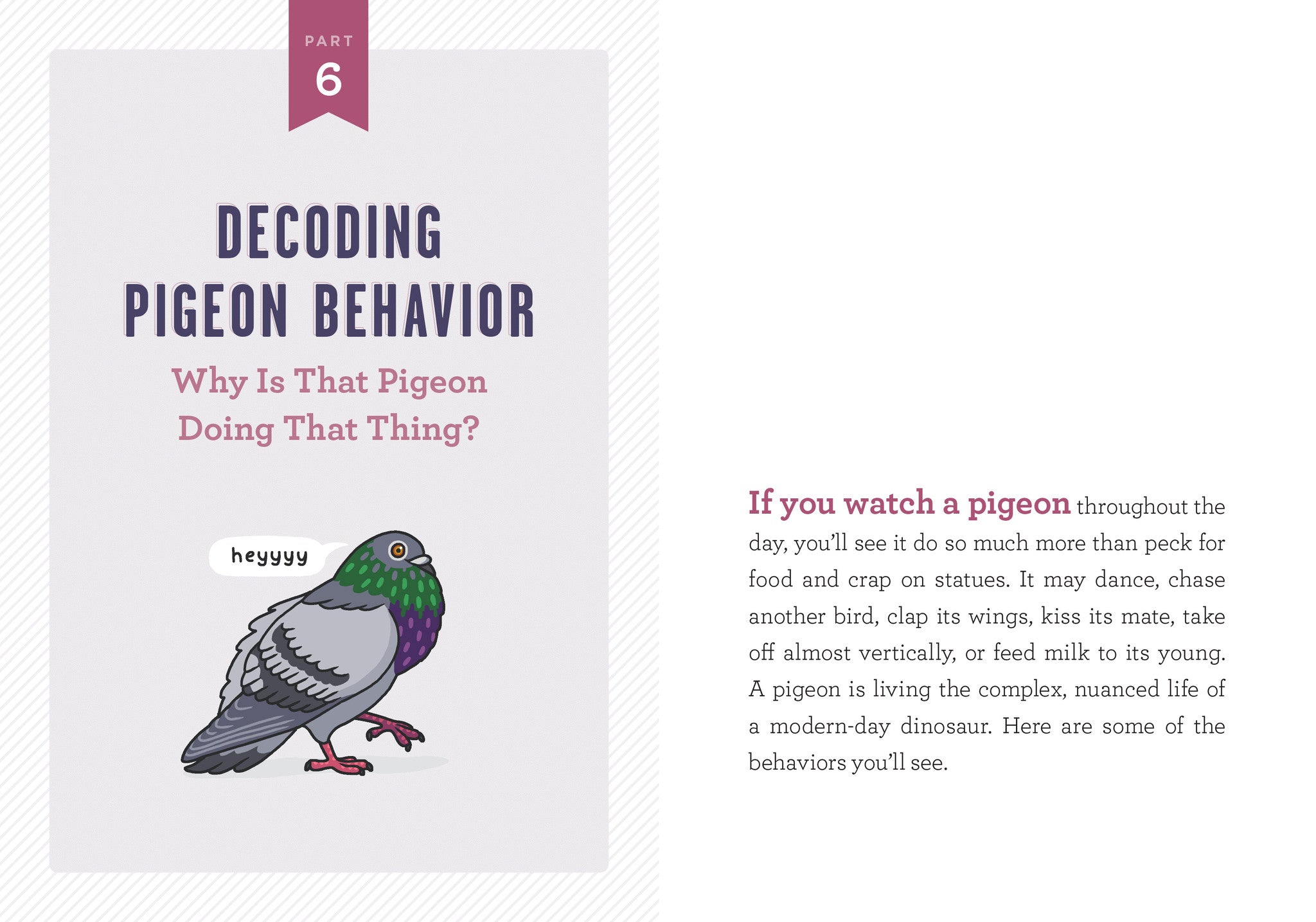 a-pocket-guide-to-pigeon-watching-01.jpg