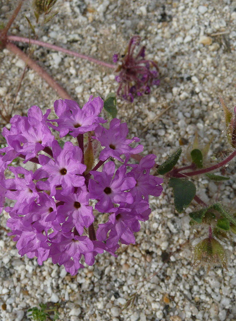 Abronia villosa - Desert Sand Verbena (Seed)