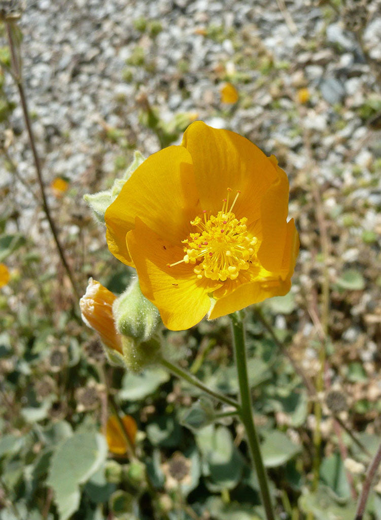 Abutilon palmeri - Palmer's Indian Mallow (Seed)